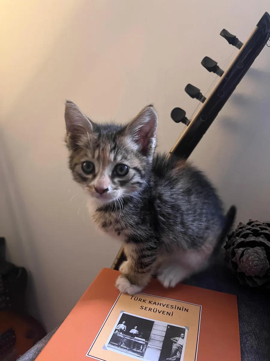 一只乖巧活泼的虎斑猫急需一个家。