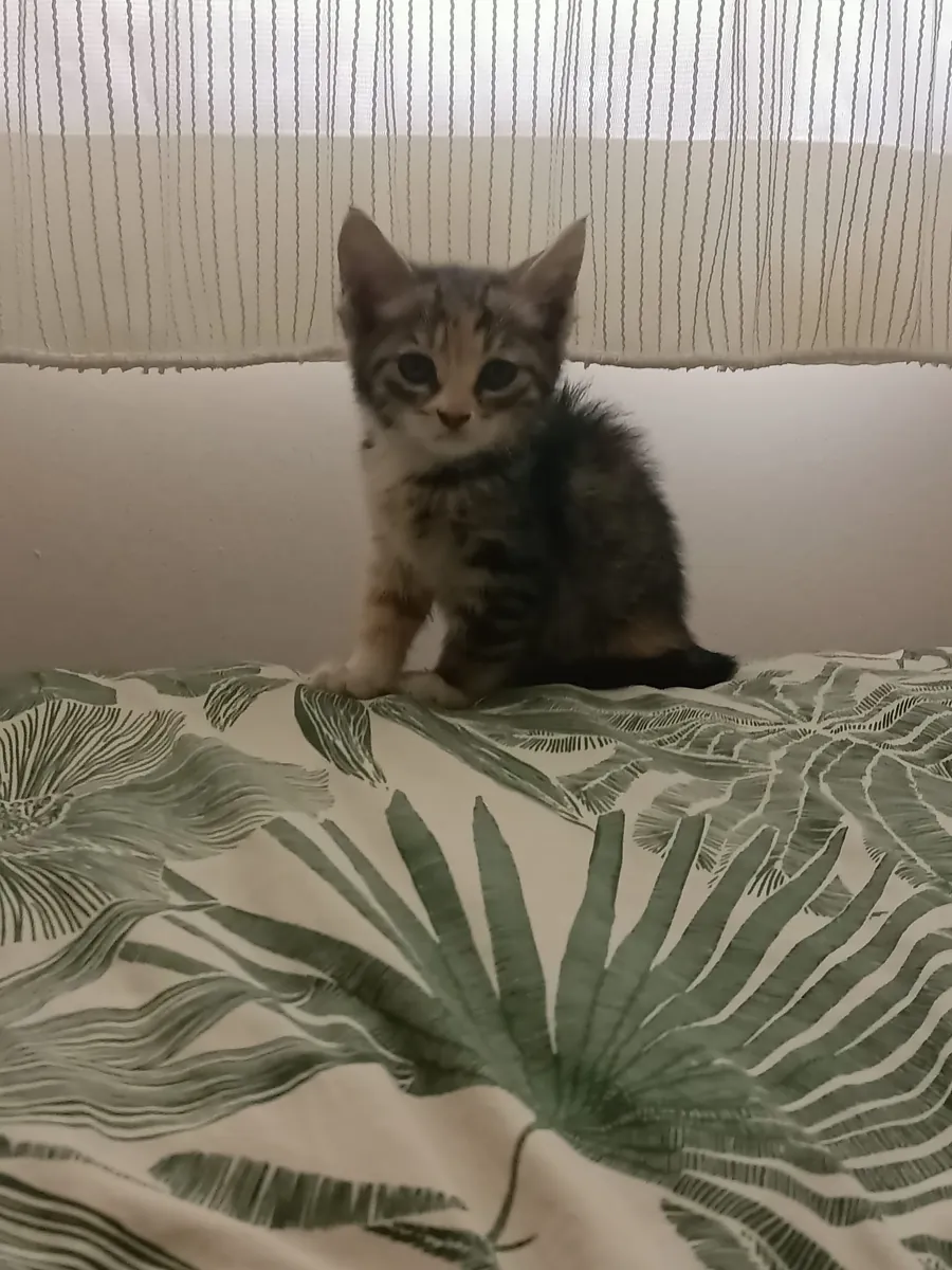 一只乖巧活泼的虎斑猫急需一个家。