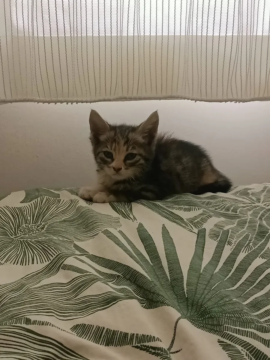 一只乖巧活泼的虎斑猫急需一个家。