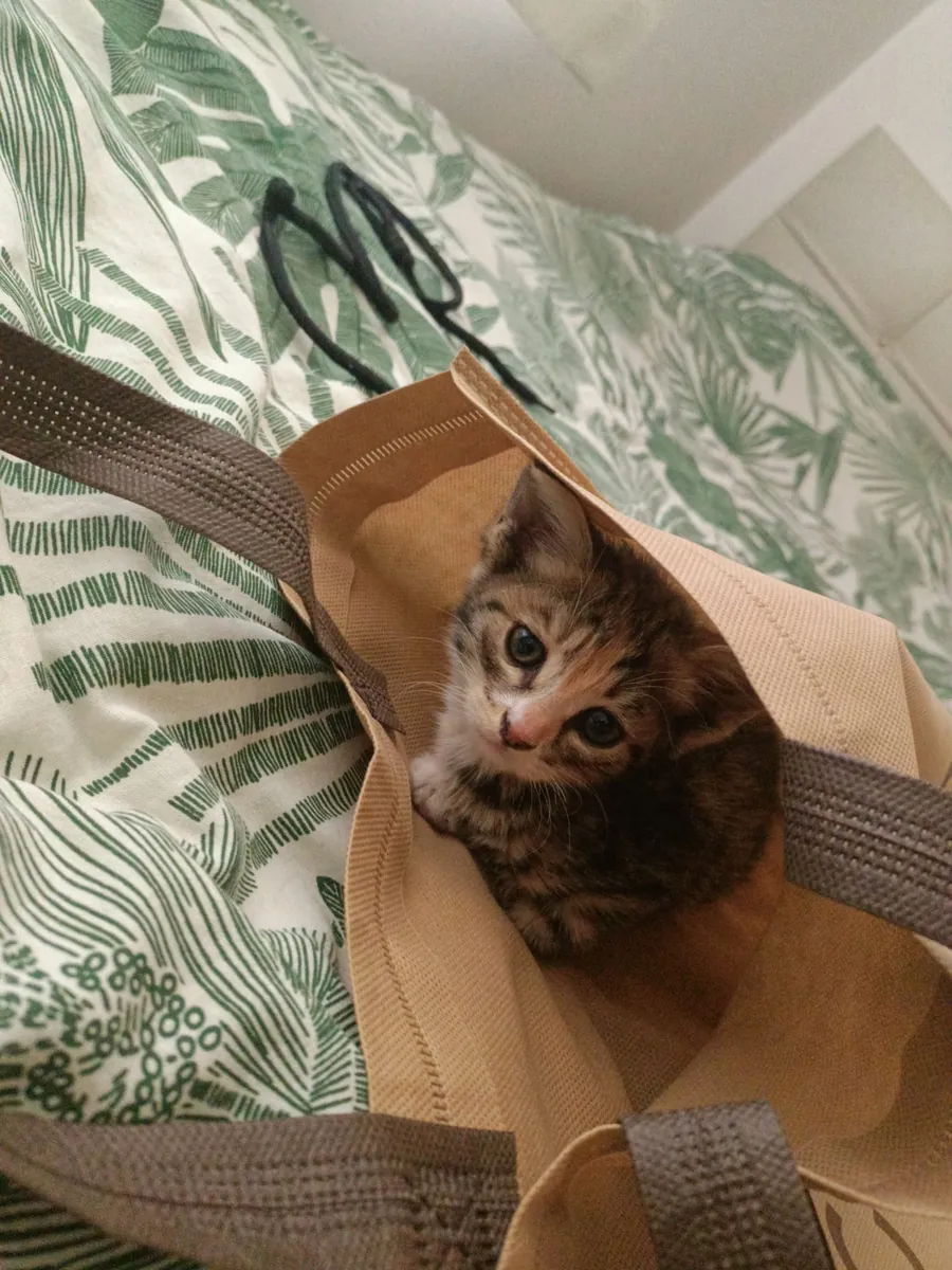 一只乖巧活泼的虎斑猫急需一个家。