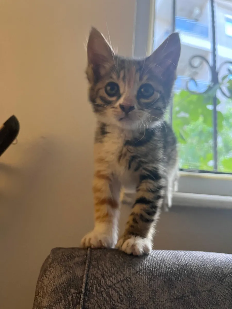 一只乖巧活泼的虎斑猫急需一个家。