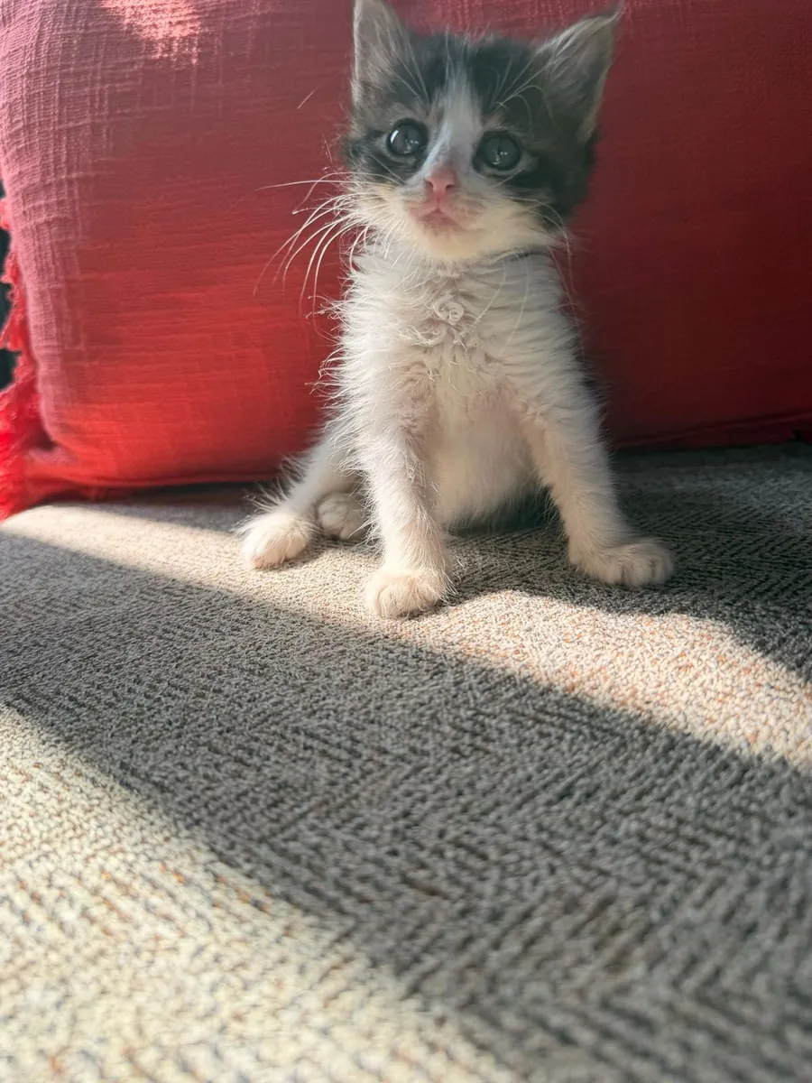 小猫领养