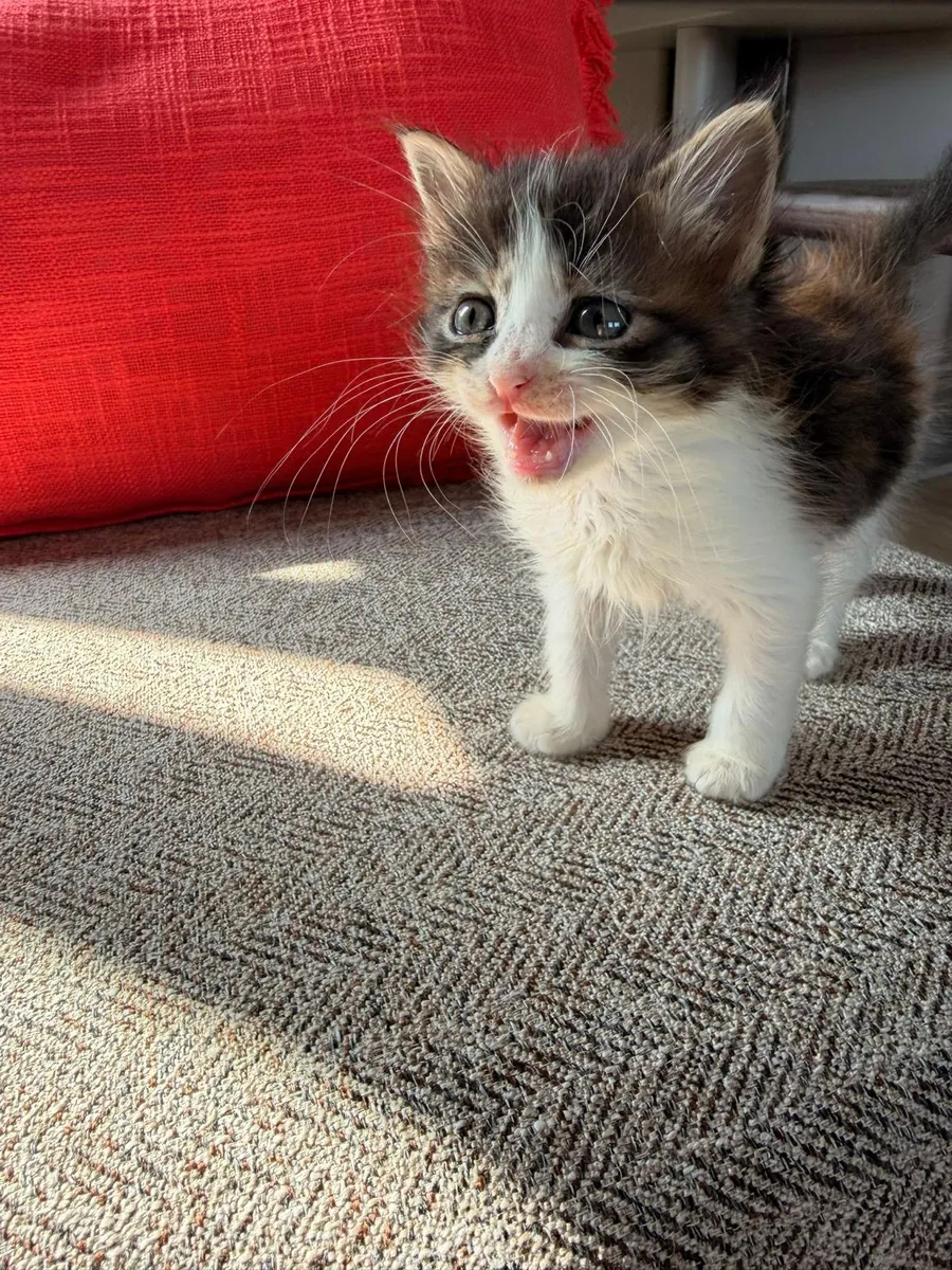 小猫领养