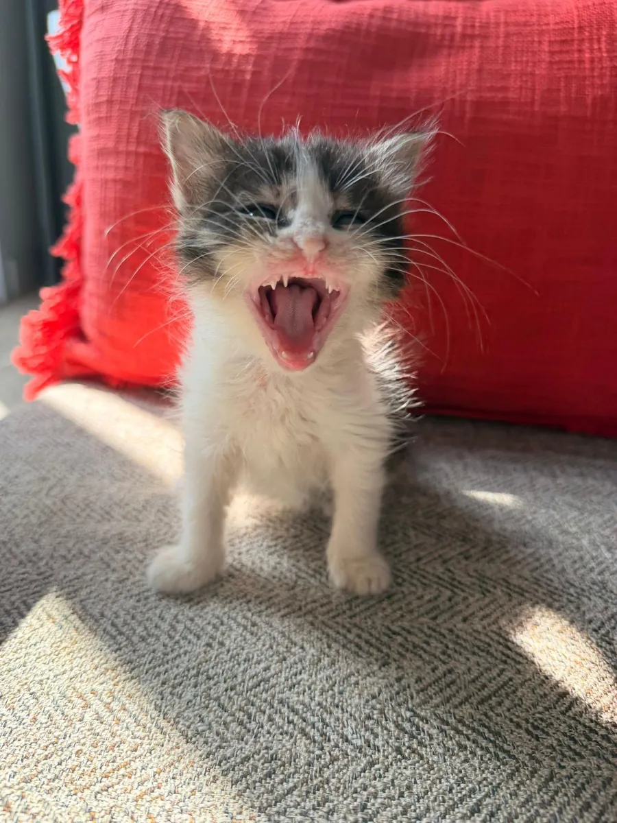 小猫领养