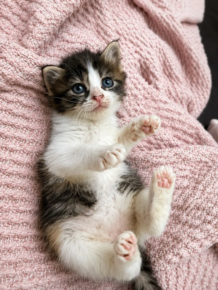 小猫领养