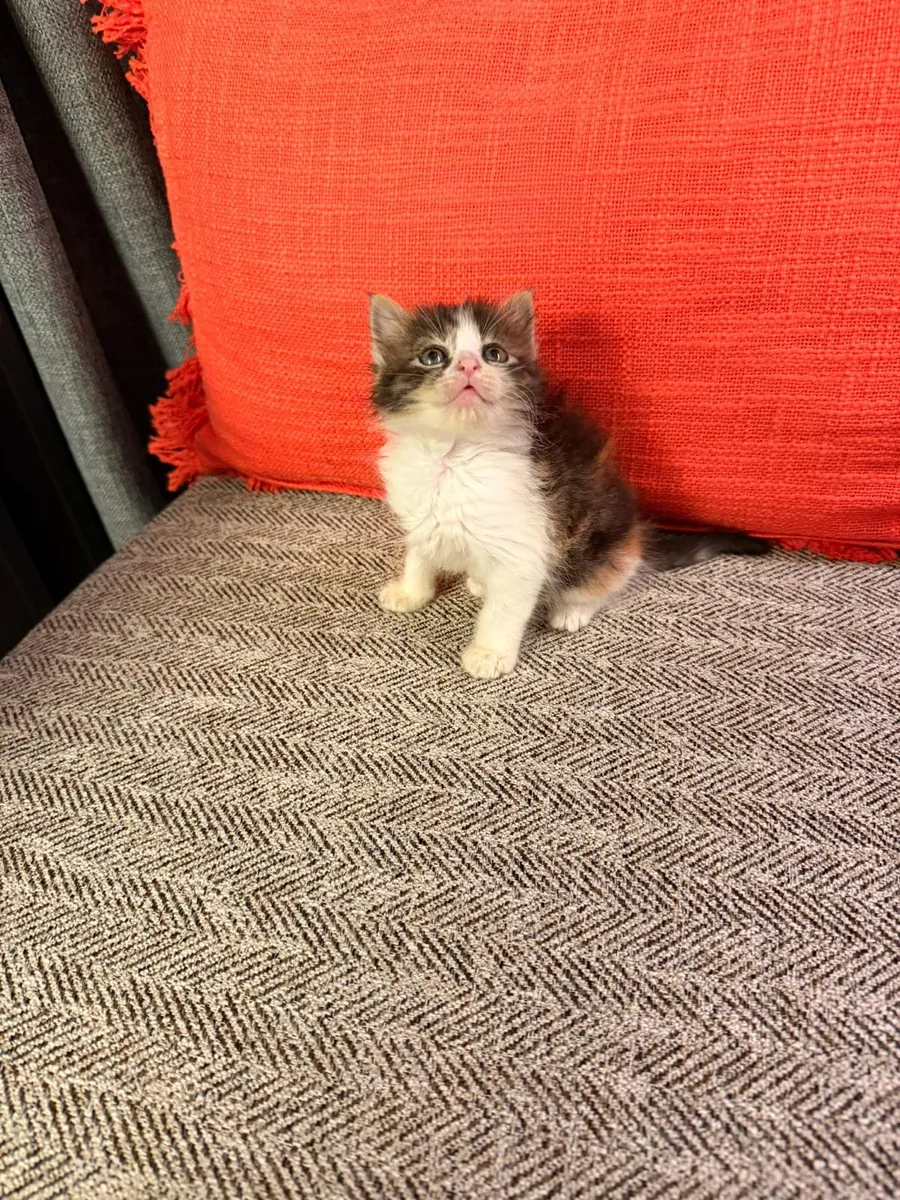 小猫领养