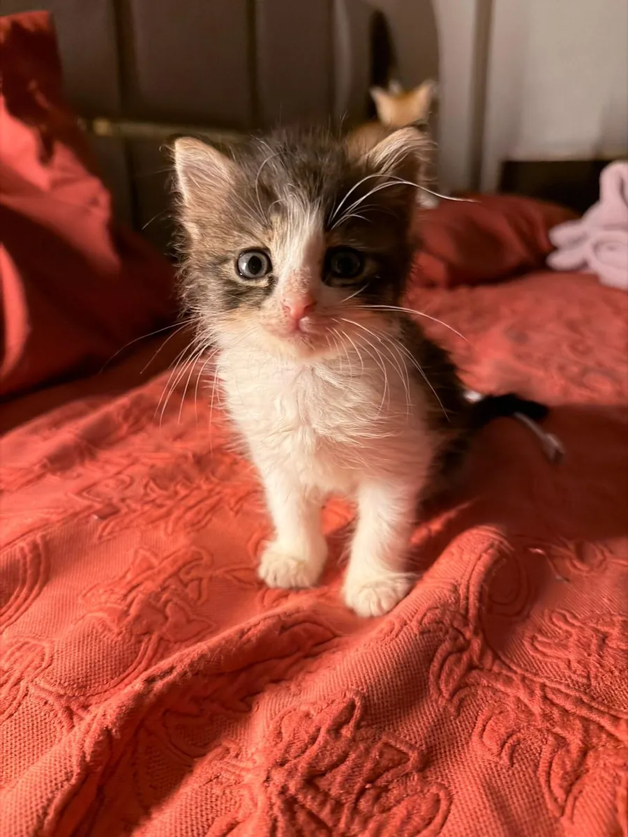 小猫领养