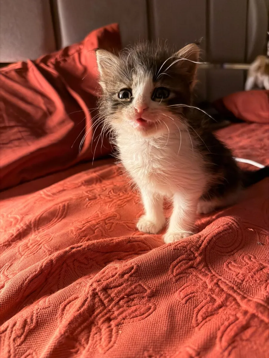 小猫领养