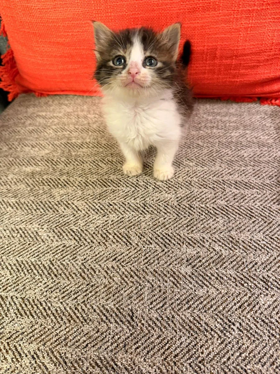 小猫领养
