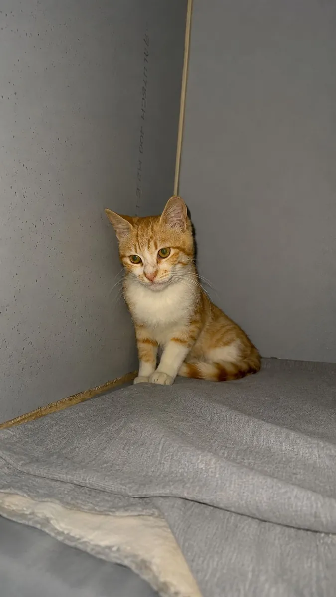 小猫领养
