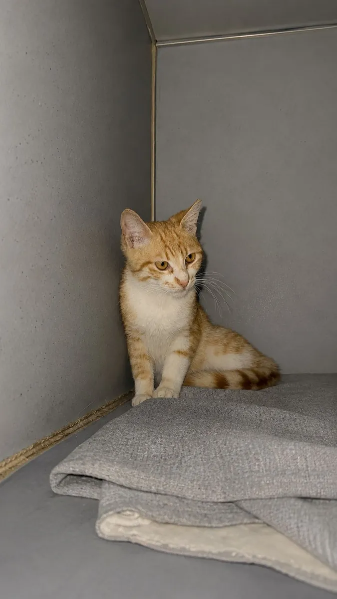 小猫领养
