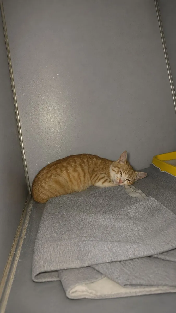 小猫领养