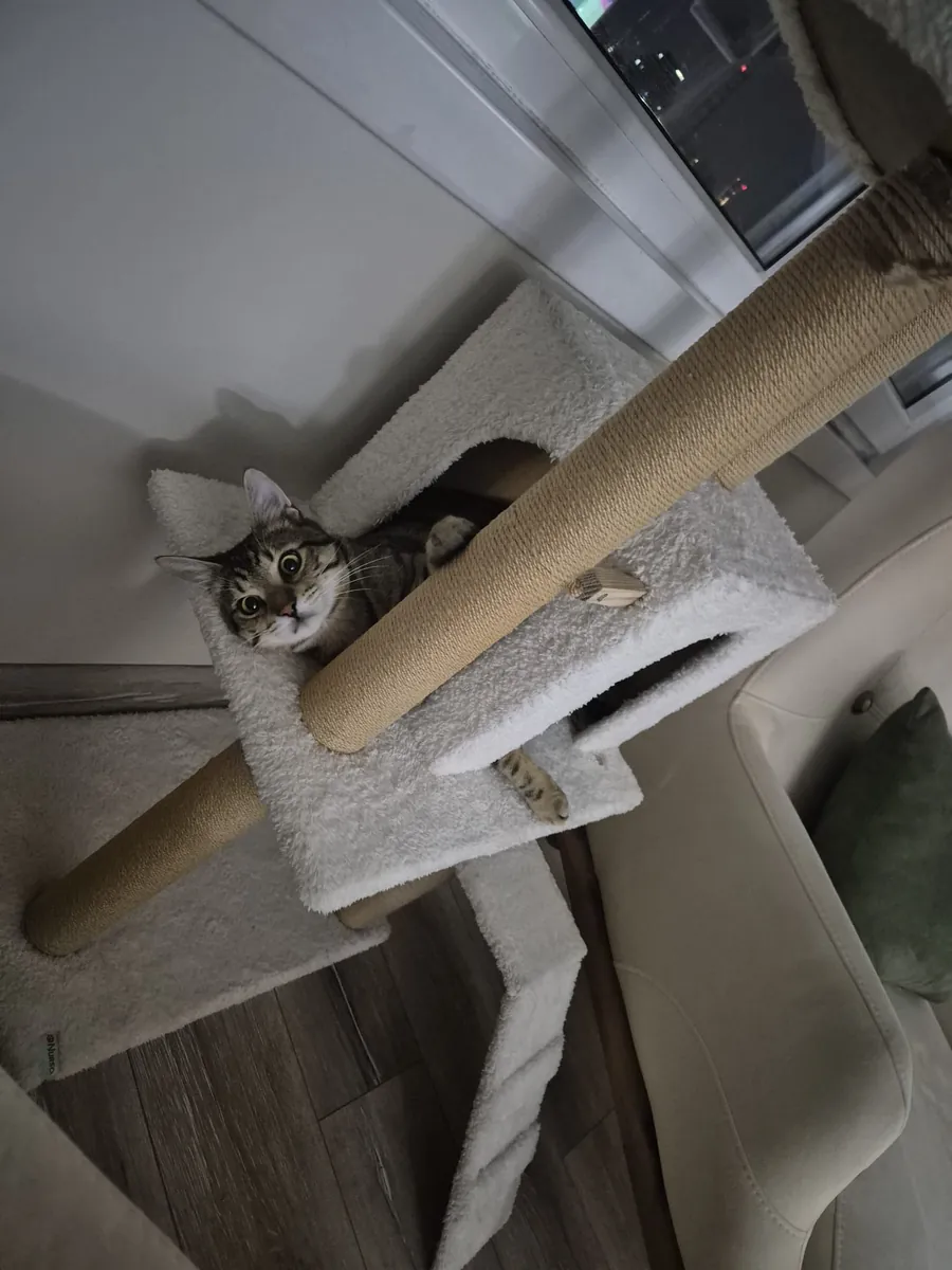 小猫领养