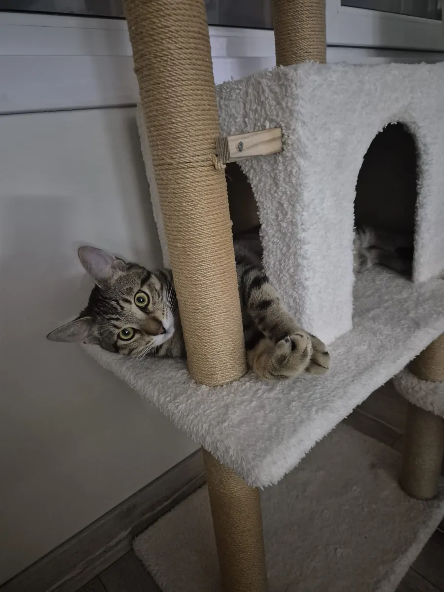 小猫领养