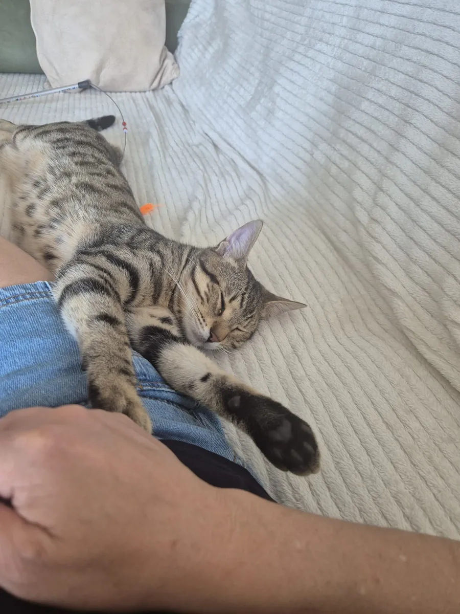 小猫领养