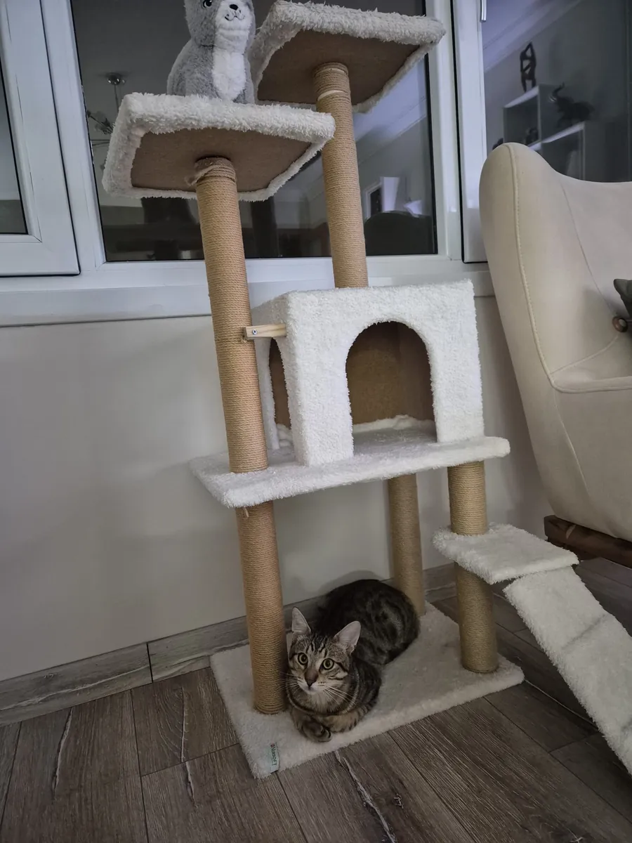 小猫领养