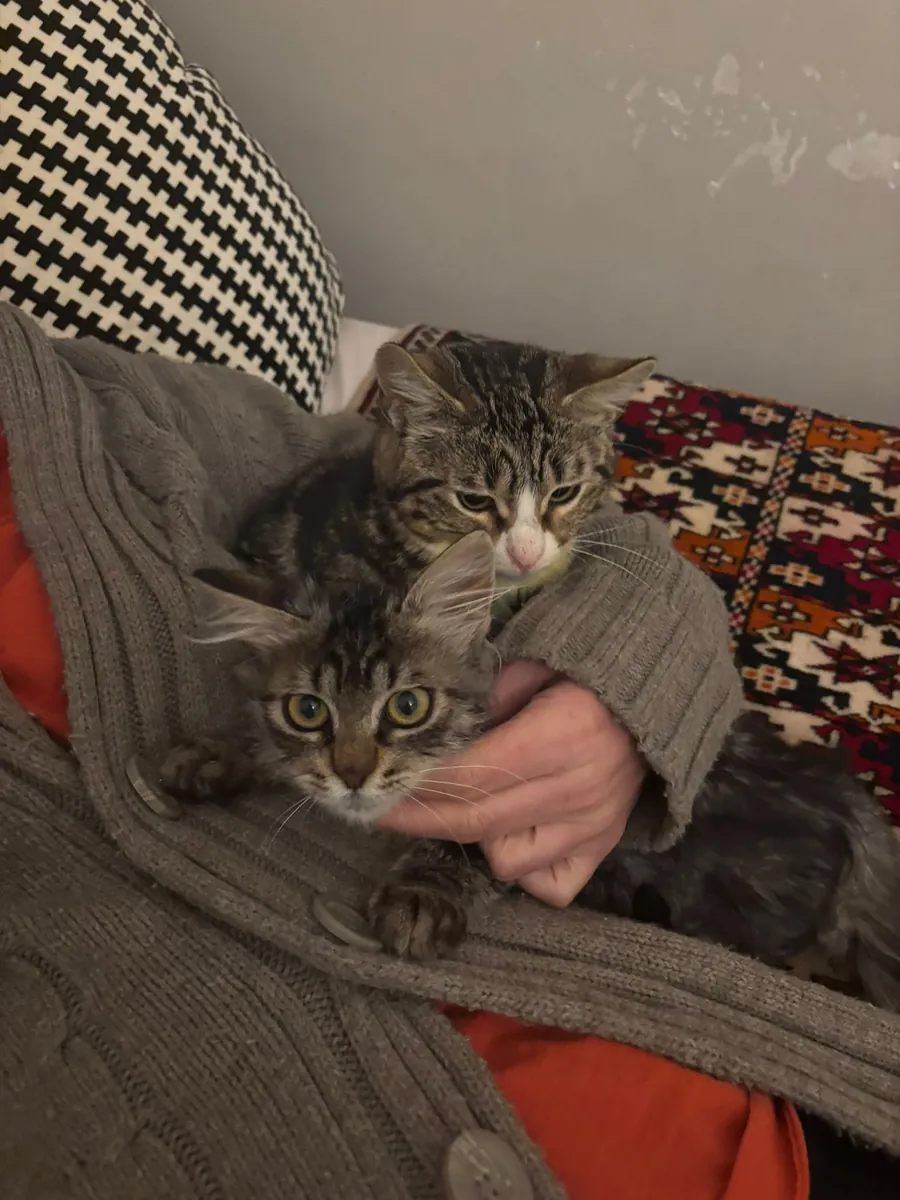 小猫领养