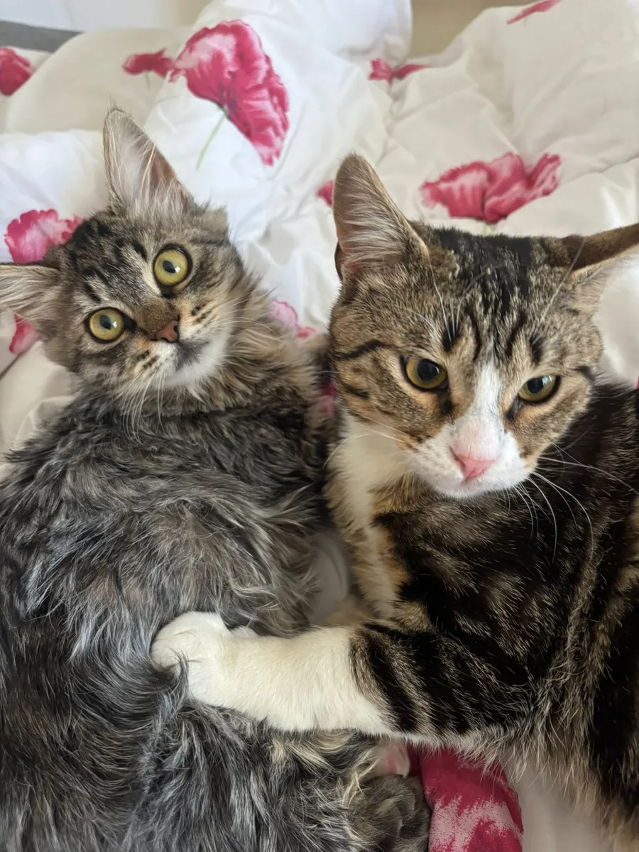 小猫领养