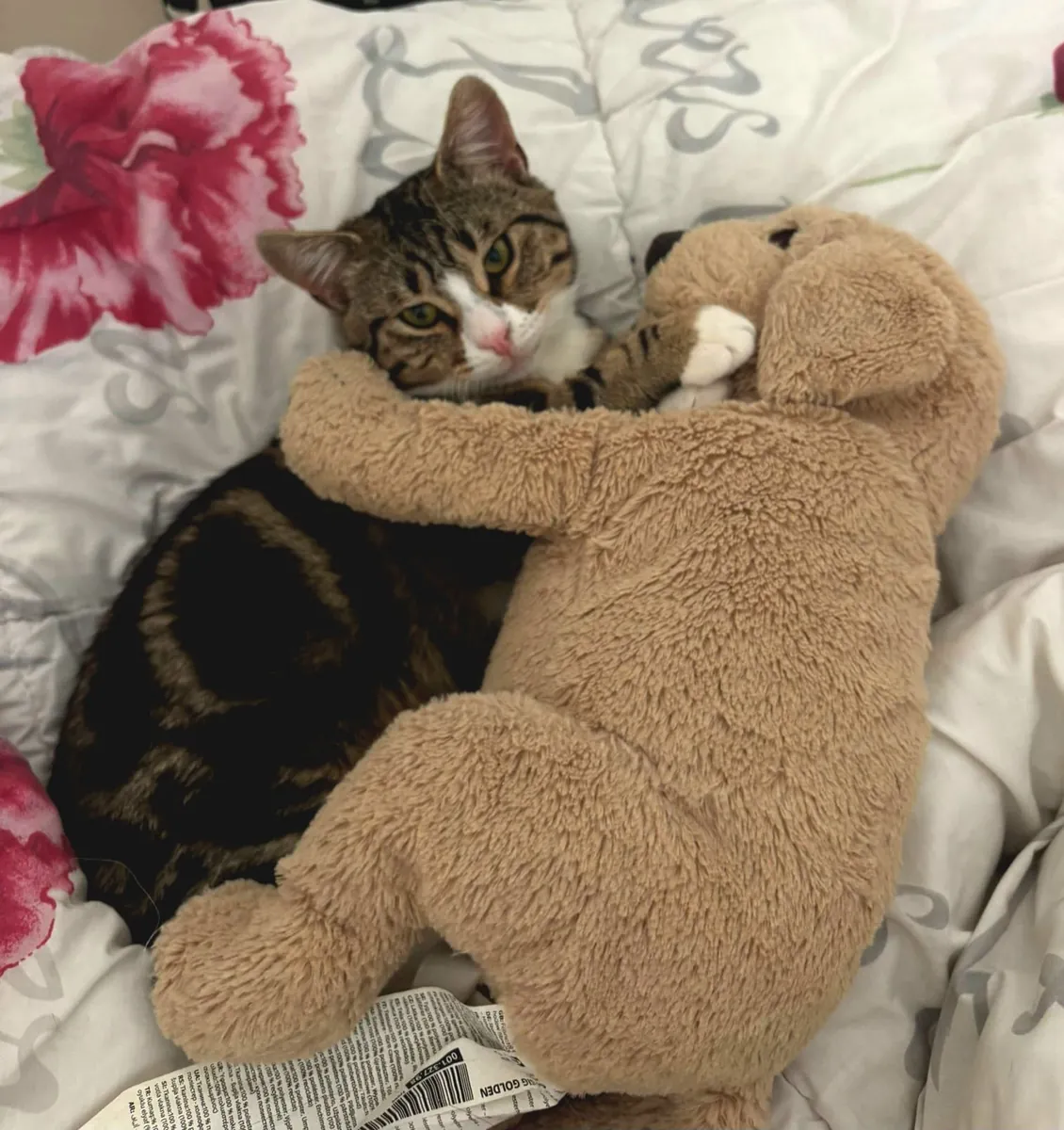 小猫领养