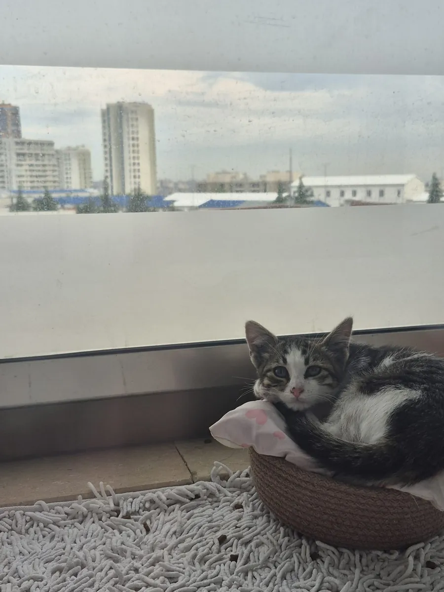 小猫领养