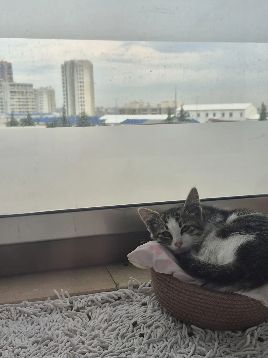 小猫领养