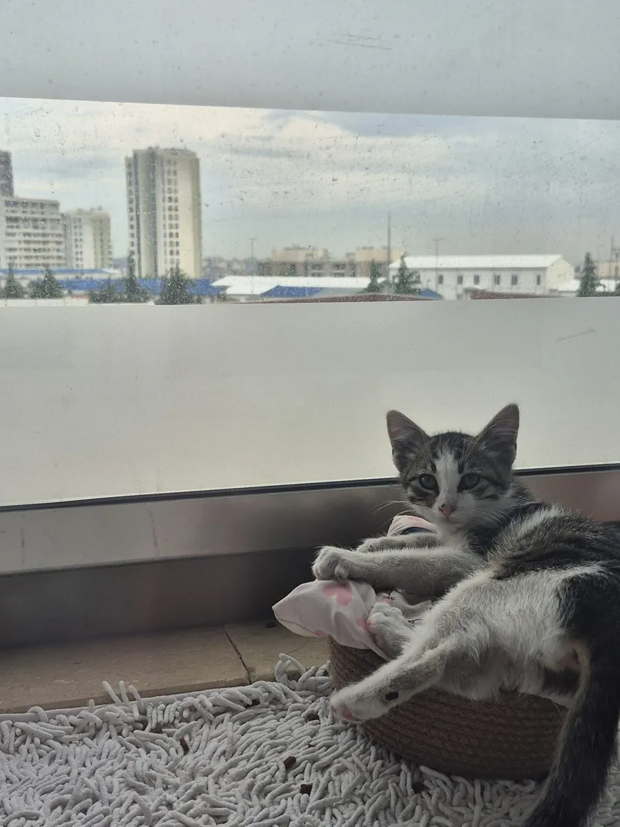 小猫领养