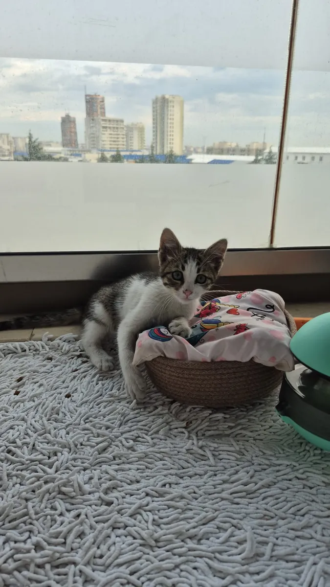小猫领养