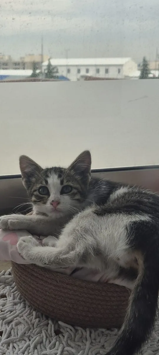 小猫领养