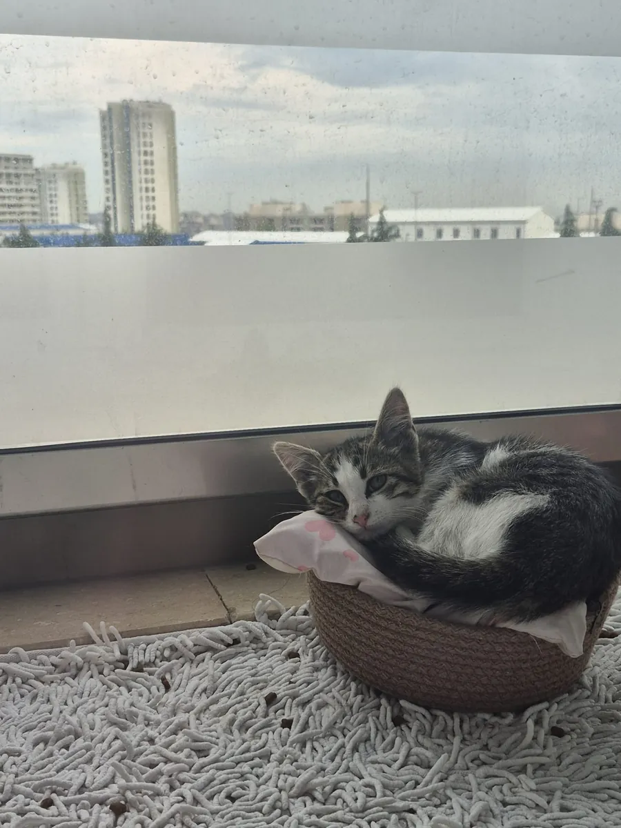 小猫领养