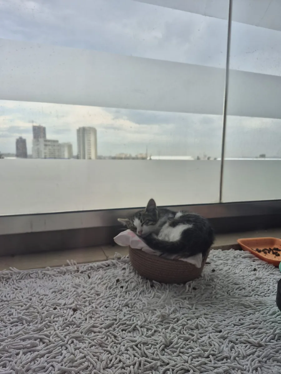 小猫领养