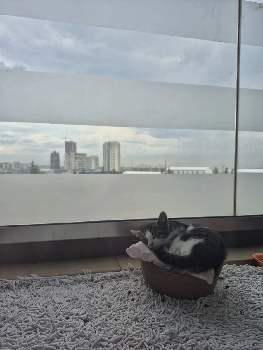 小猫领养