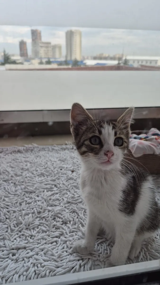小猫领养
