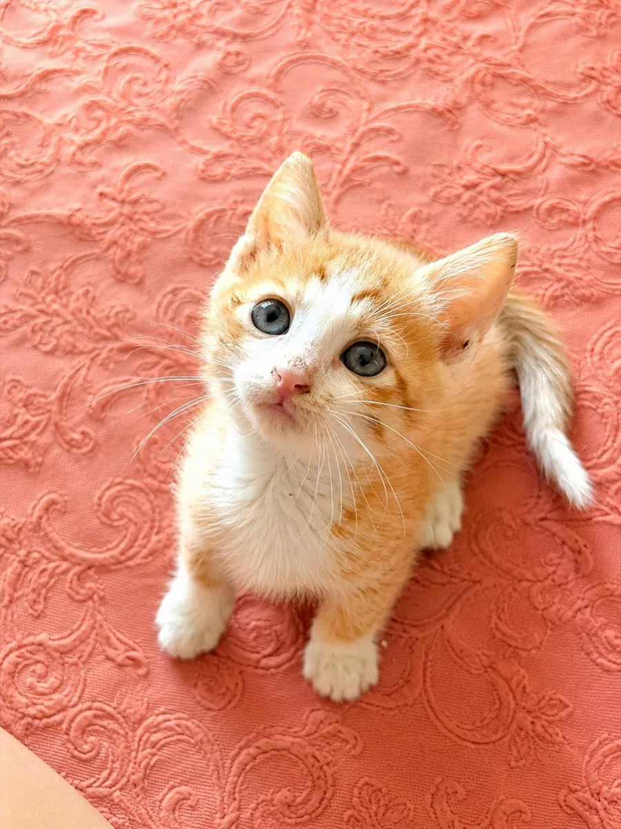 小猫领养