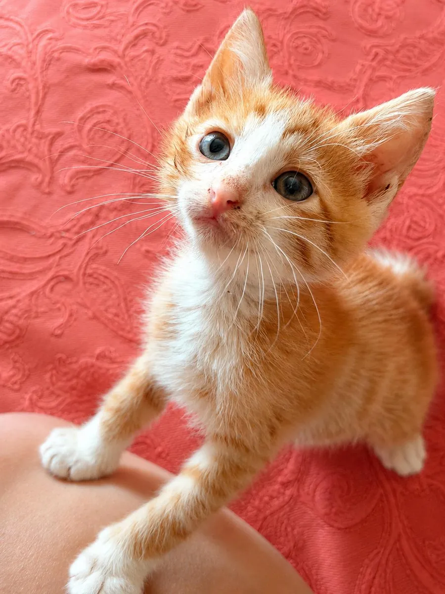 小猫领养