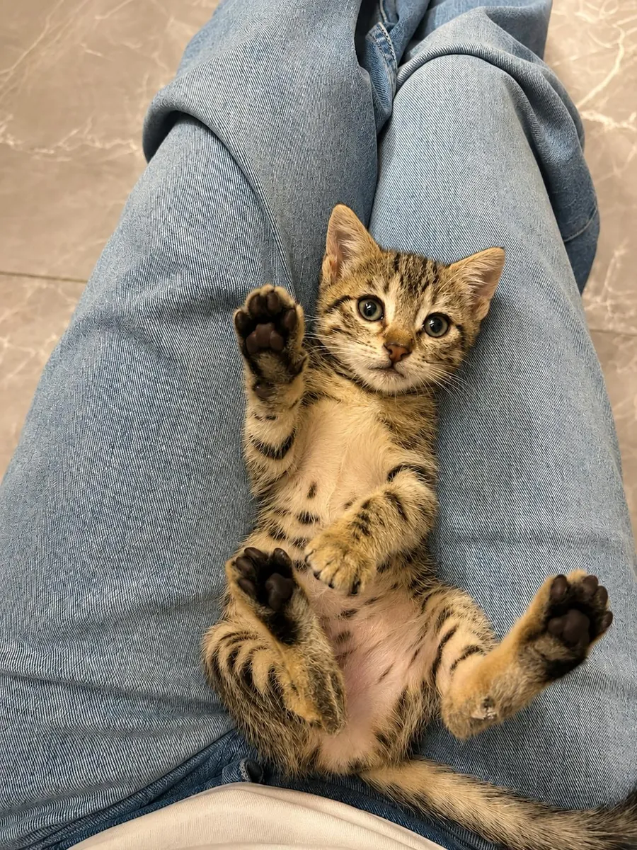 小猫领养