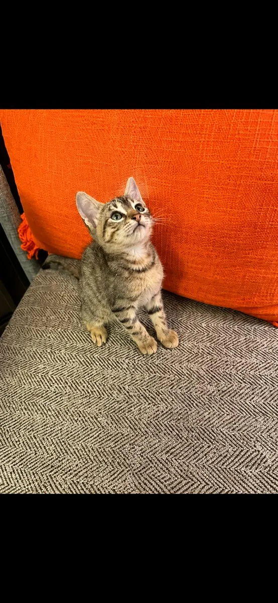 小猫领养
