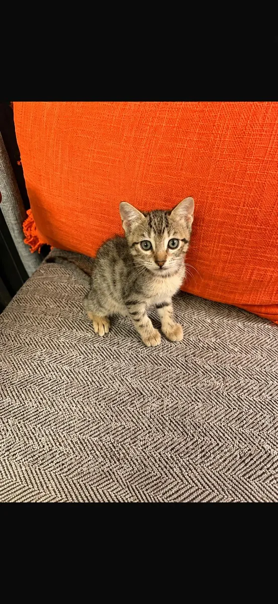 小猫领养