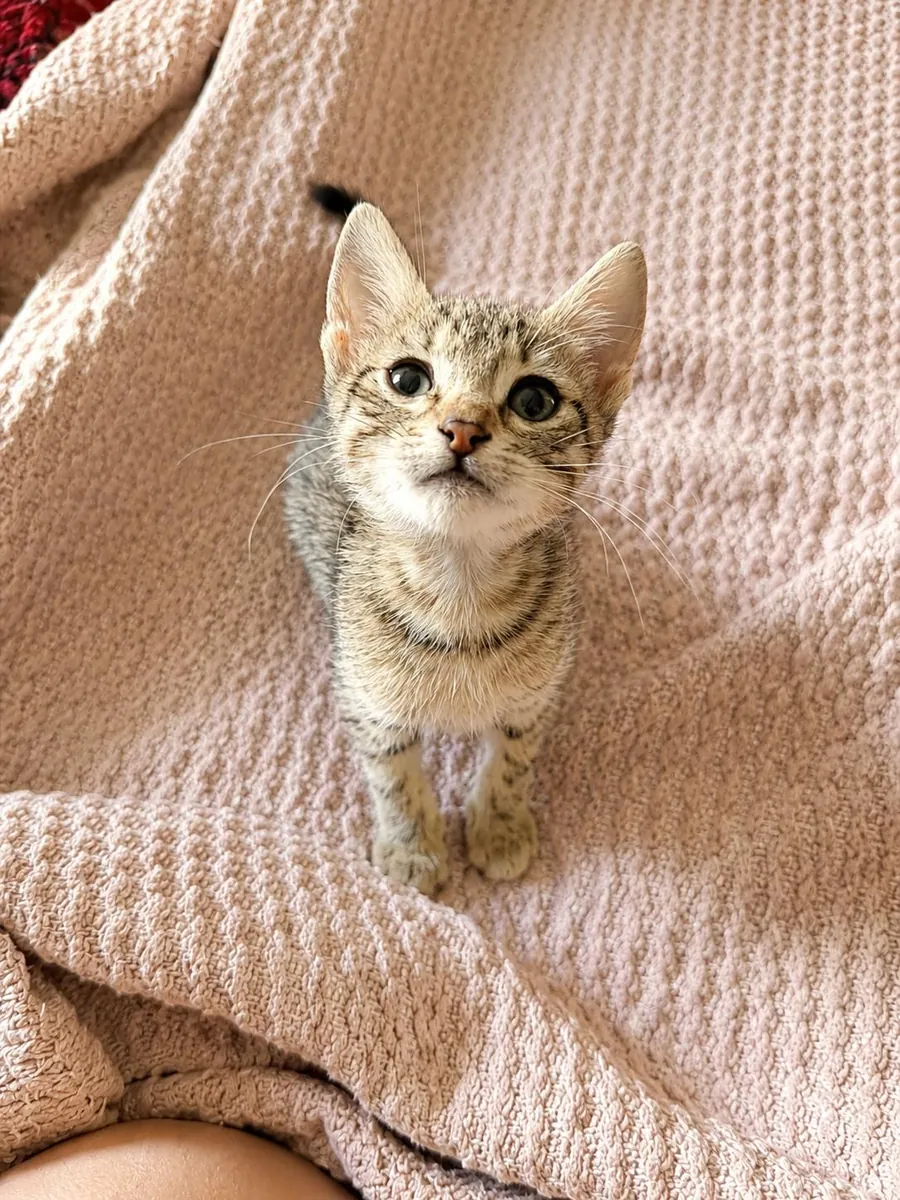 小猫领养