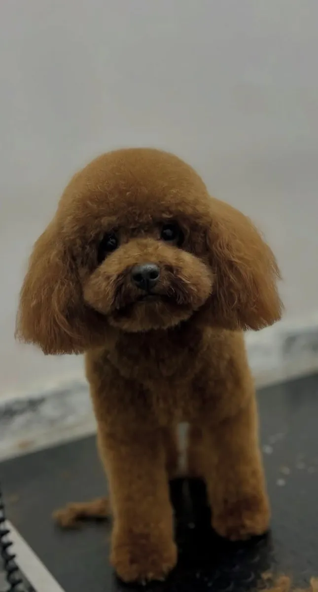 帅气的贵宾犬儿子