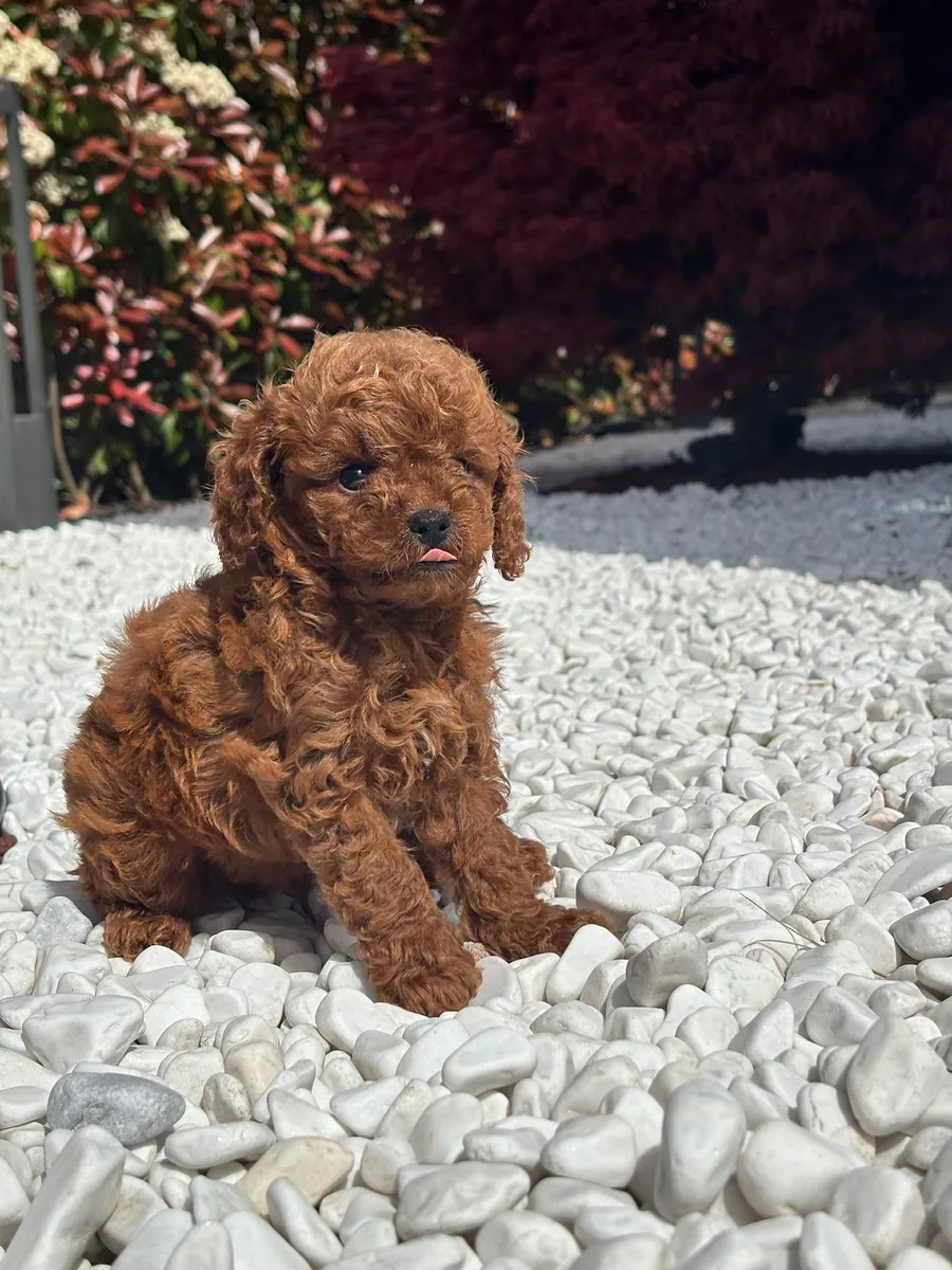 贵宾犬宝宝