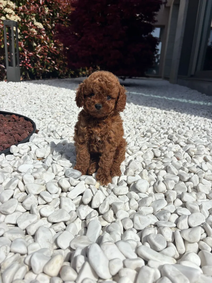 贵宾犬宝宝