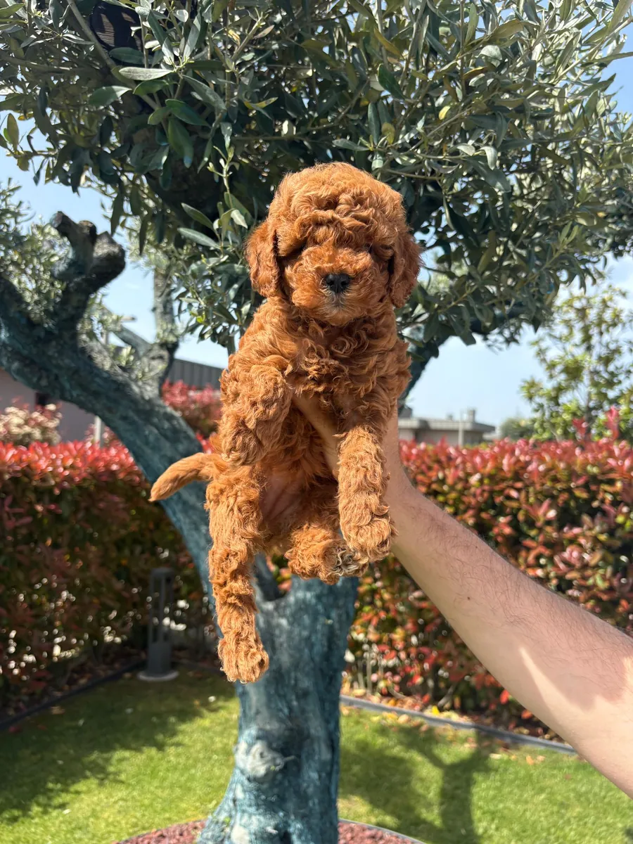 贵宾犬宝宝
