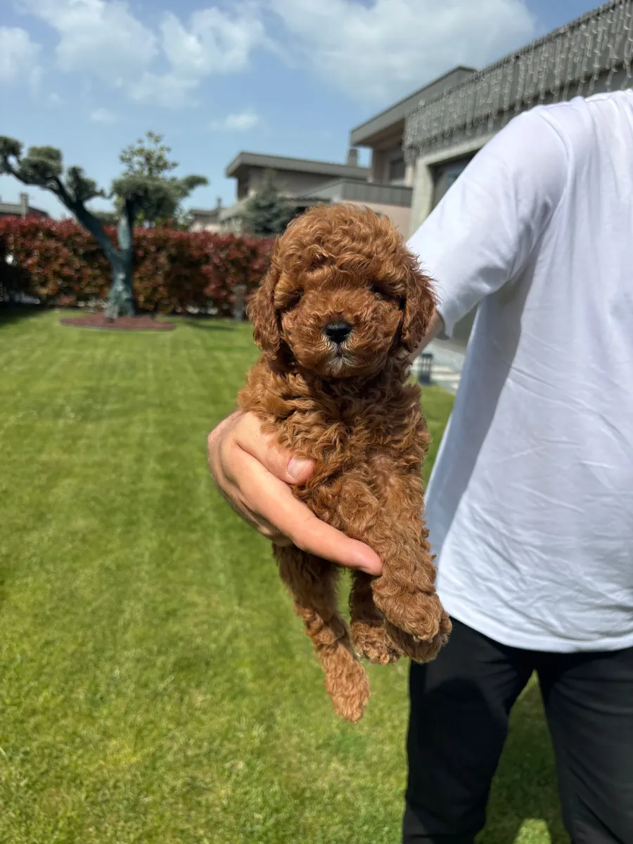 贵宾犬宝宝