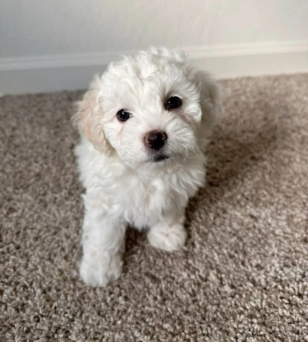 Toy Poodle Puppy – Calm Temperament, Great Family Companion