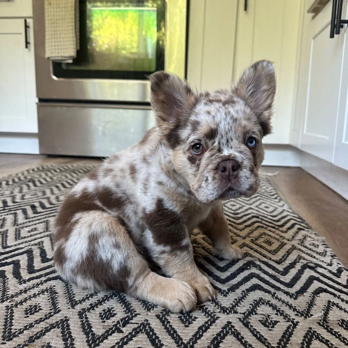 LOST French Bulldog – Brindle, Microchipped – Please Help Bring Him Home