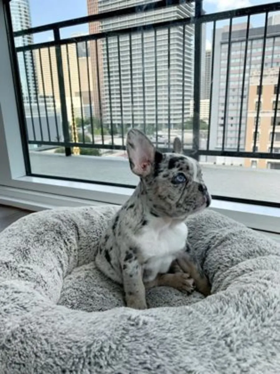 LOST French Bulldog – Brindle, Microchipped – Please Help Bring Him Home