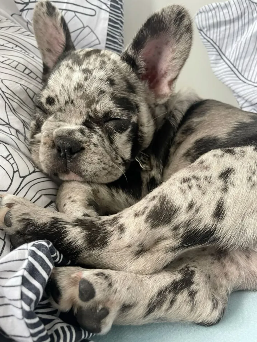 LOST French Bulldog – Brindle, Microchipped – Please Help Bring Him Home