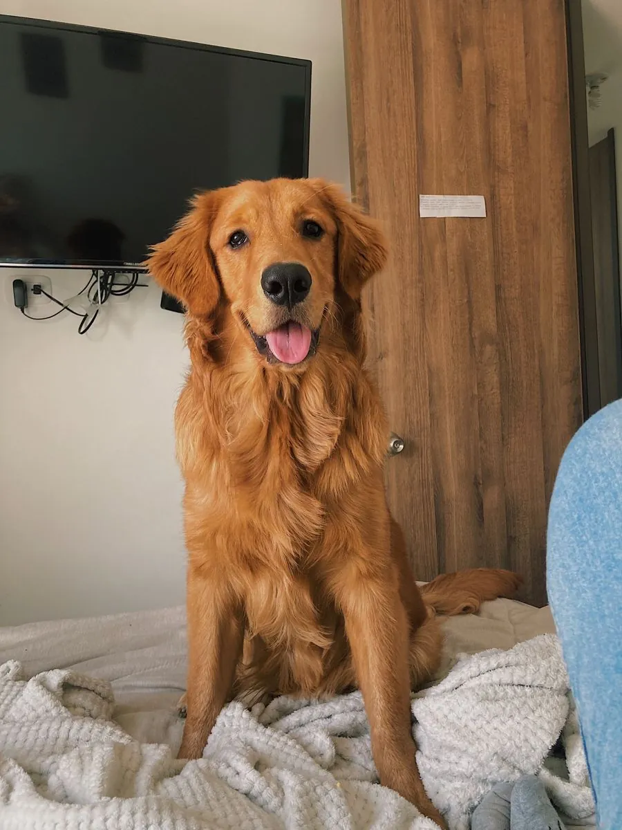 Golden Retriever Stud – Friendly Temperament, Health Checked, Proven Companion