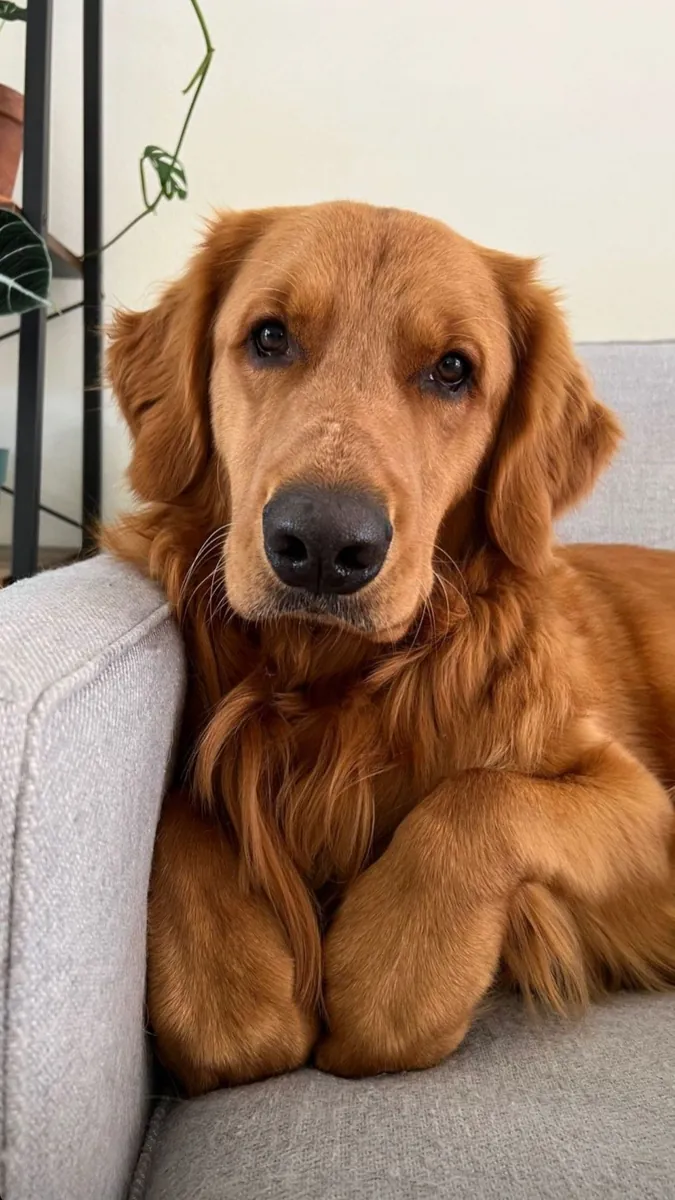 Golden Retriever Stud – Friendly Temperament, Health Checked, Proven Companion