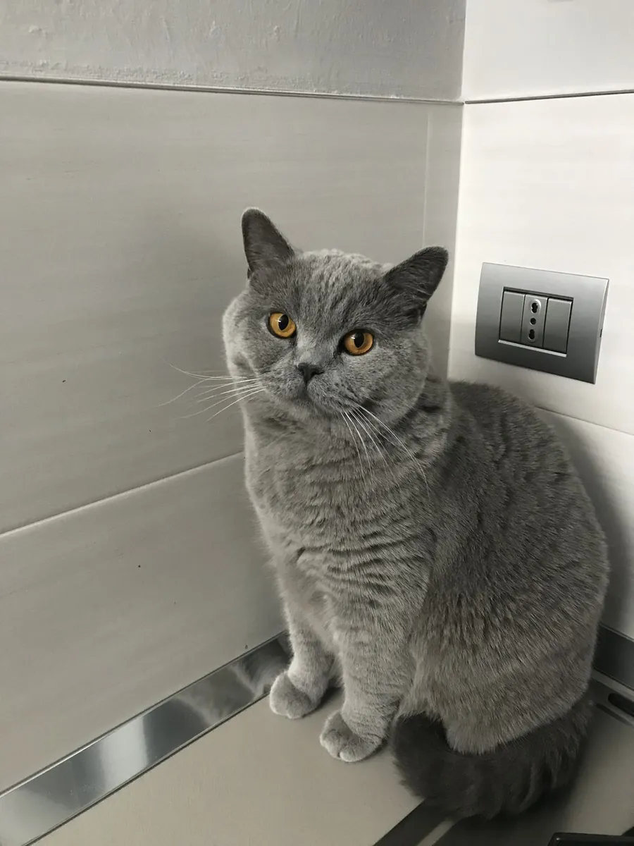 British Shorthair Kitten – Plush Coat, Calm Personality, Home Raised